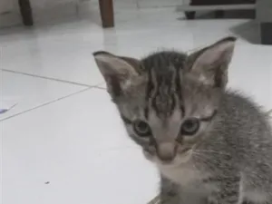 Gato raça SRD-ViraLata idade 2 a 6 meses nome gatos