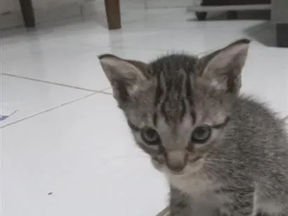 Gato raça SRD-ViraLata idade 2 a 6 meses nome gatos