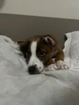 Nina