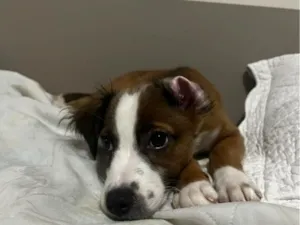 Cachorro raça SRD-ViraLata idade 2 anos nome Nina