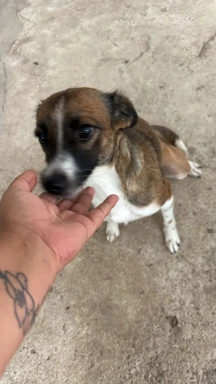 Cachorro raça SRD-ViraLata idade 2 anos nome Nina