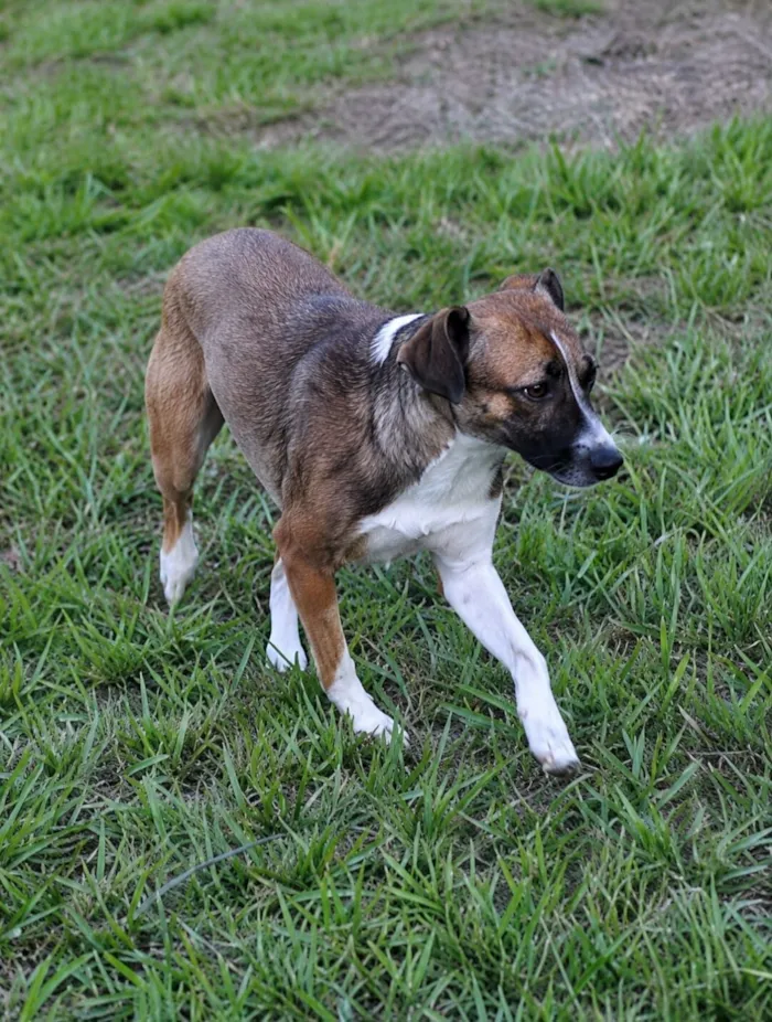 Cachorro raça SRD-ViraLata idade 2 anos nome Nina