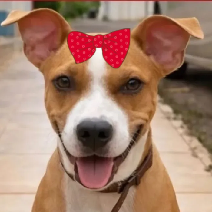 Cachorro raça Labrador idade 1 ano nome Cacau 