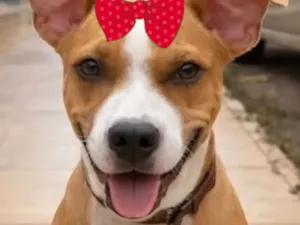 Cachorro raça Labrador idade 1 ano nome Cacau 