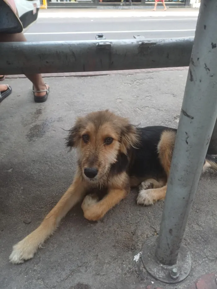 Cachorro raça SRD-ViraLata idade 7 a 11 meses nome Lana