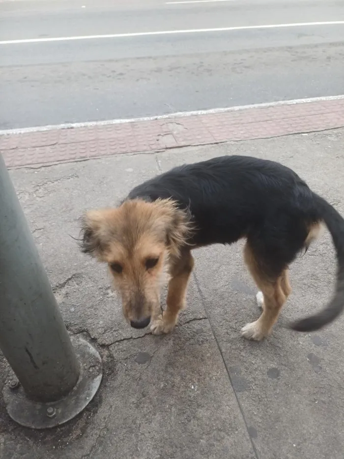 Cachorro raça SRD-ViraLata idade 7 a 11 meses nome Lana
