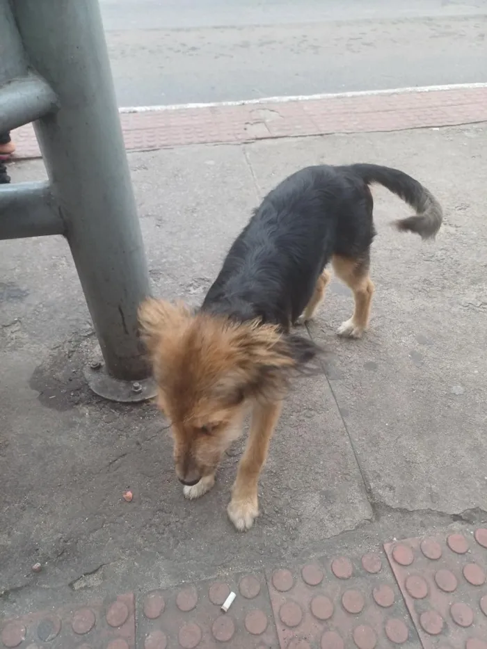 Cachorro raça SRD-ViraLata idade 7 a 11 meses nome Lana