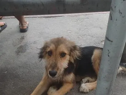 Cachorro raça SRD-ViraLata idade 7 a 11 meses nome Lana