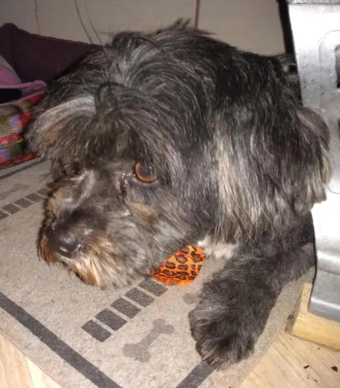 Cachorro raça SRD-ViraLata idade 6 ou mais anos nome bebê