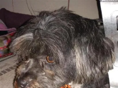 Cachorro raça SRD-ViraLata idade 6 ou mais anos nome bebê
