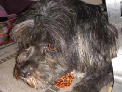 Cachorro raça SRD-ViraLata idade 6 ou mais anos nome bebê