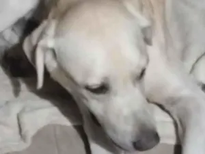 Cachorro raça SRD-ViraLata idade 6 ou mais anos nome Thor 