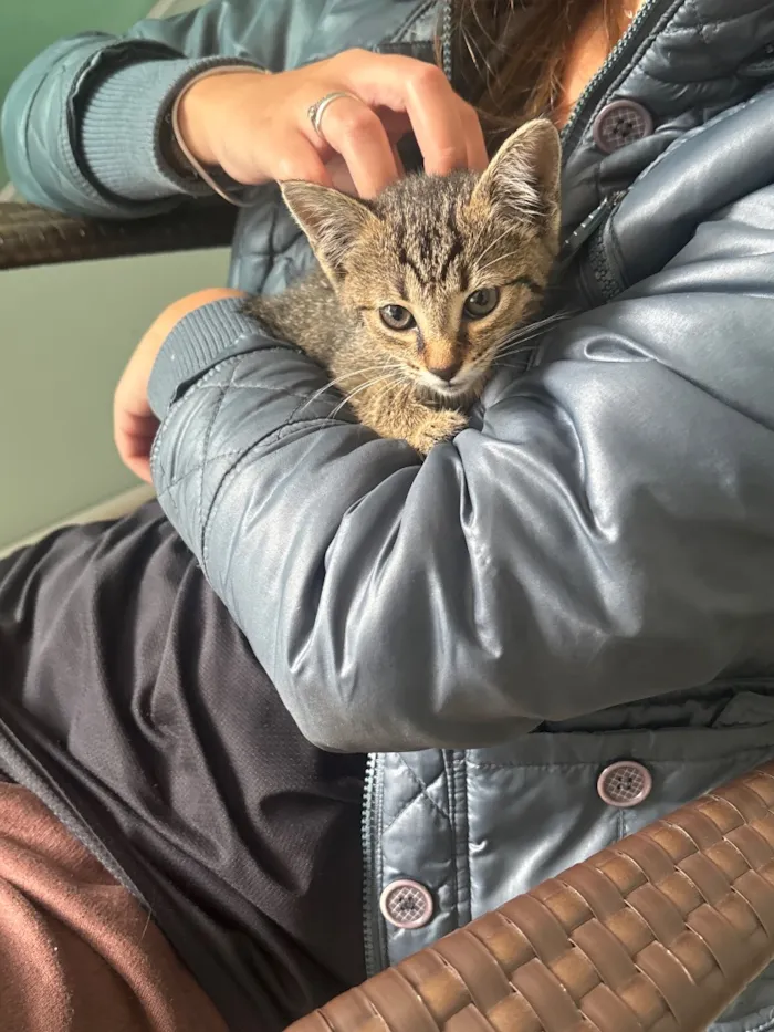 Gato raça SRD-ViraLata idade 2 a 6 meses nome Sem nome até o momento