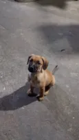 Nina