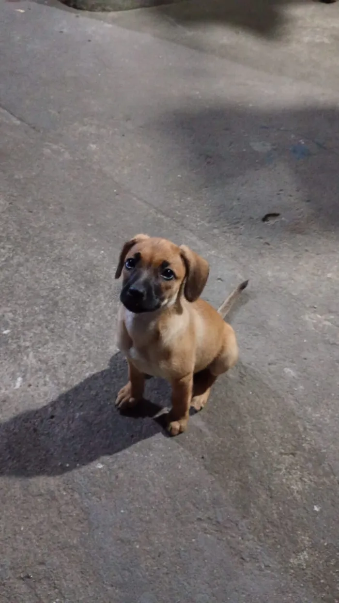 Cachorro raça SRD-ViraLata idade Abaixo de 2 meses nome Nina