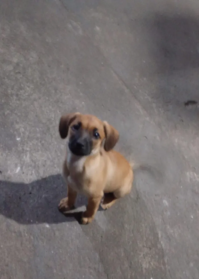 Cachorro raça SRD-ViraLata idade Abaixo de 2 meses nome Nina