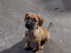 Cachorro raça SRD-ViraLata idade Abaixo de 2 meses nome Nina