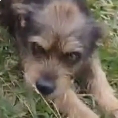 Cachorro raça Shitzu idade 7 a 11 meses nome Toddy 