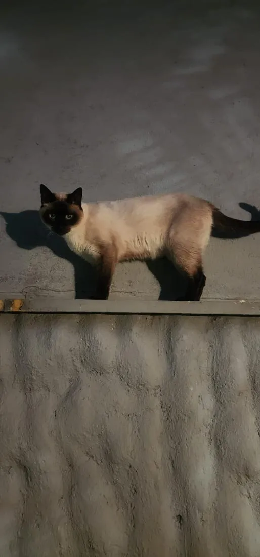Gato raça Siamês idade 6 ou mais anos nome Snow