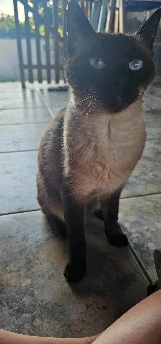 Gato raça Siamês idade 6 ou mais anos nome Snow
