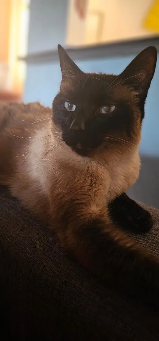 Gato raça Siamês idade 6 ou mais anos nome Snow