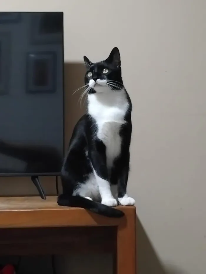 Gato raça SRD-ViraLata idade 2 anos nome Frajola
