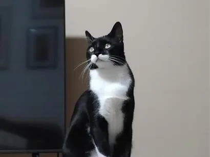Gato raça SRD-ViraLata idade 2 anos nome Frajola