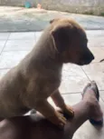 Apolo e paçoca