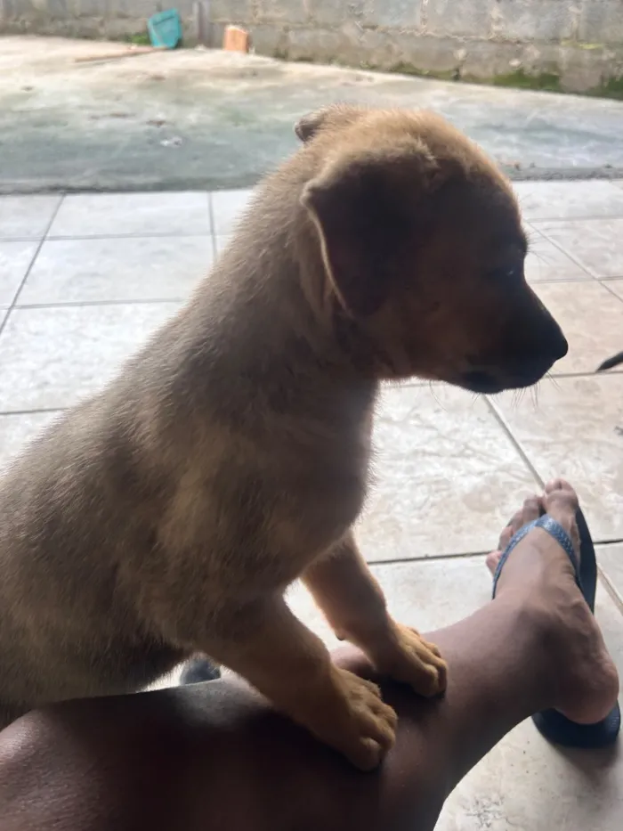 Cachorro raça SRD-ViraLata idade 2 a 6 meses nome Apolo e paçoca
