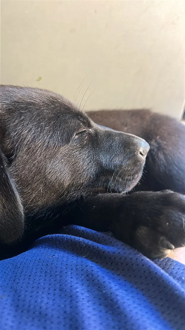 Cachorro raça SRD-ViraLata idade 2 a 6 meses nome Apolo e paçoca