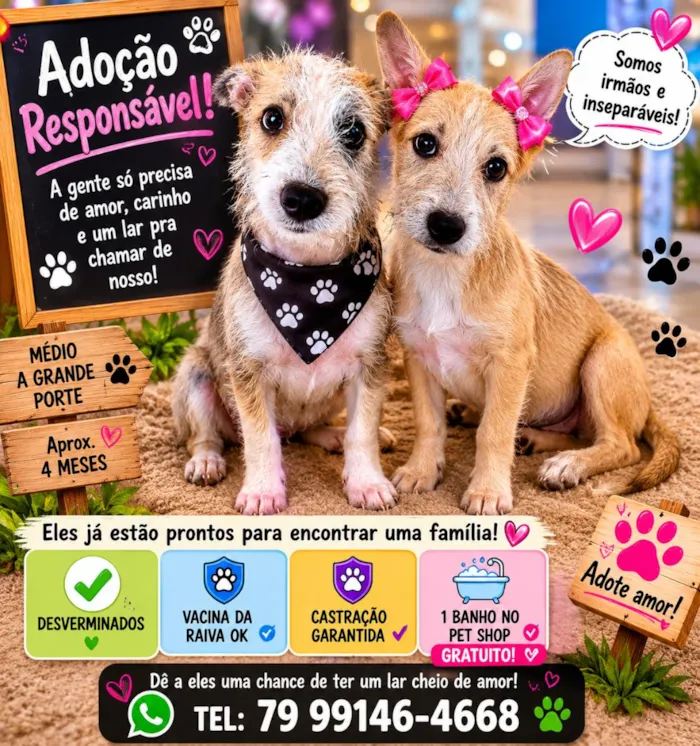 Cachorro raça SRD-ViraLata idade 2 a 6 meses nome pingo e Xuxa 