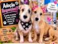 pingo e Xuxa 