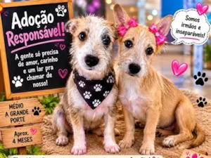 Cachorro raça SRD-ViraLata idade 2 a 6 meses nome pingo e Xuxa 
