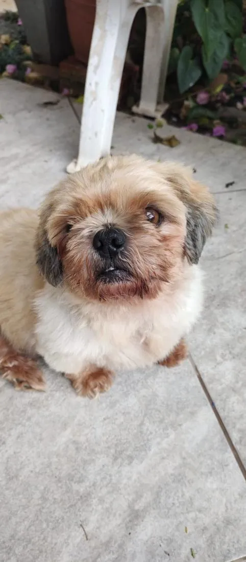 Cachorro raça SRD-ViraLata idade 2 a 6 meses nome não sei