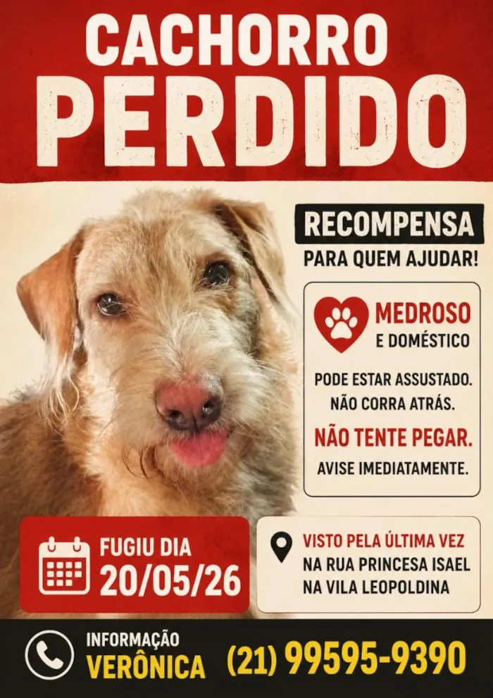 Cachorro raça SRD-ViraLata idade 3 anos nome Groove