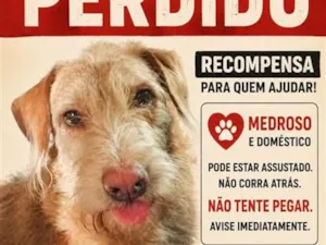 Cachorro raça SRD-ViraLata idade 3 anos nome Groove