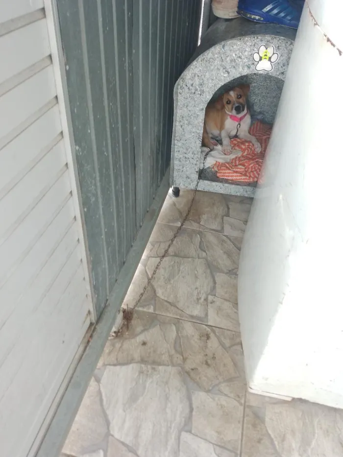 Cachorro raça SRD-ViraLata idade 2 a 6 meses nome NINA 