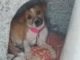 NINA 