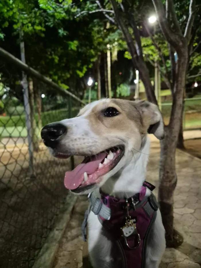 Cachorro raça SRD-ViraLata idade 7 a 11 meses nome Nala