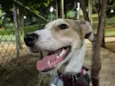 Nala