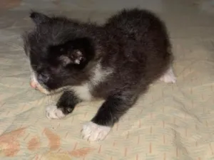 Gato raça SRD-ViraLata idade Abaixo de 2 meses nome pretinho 