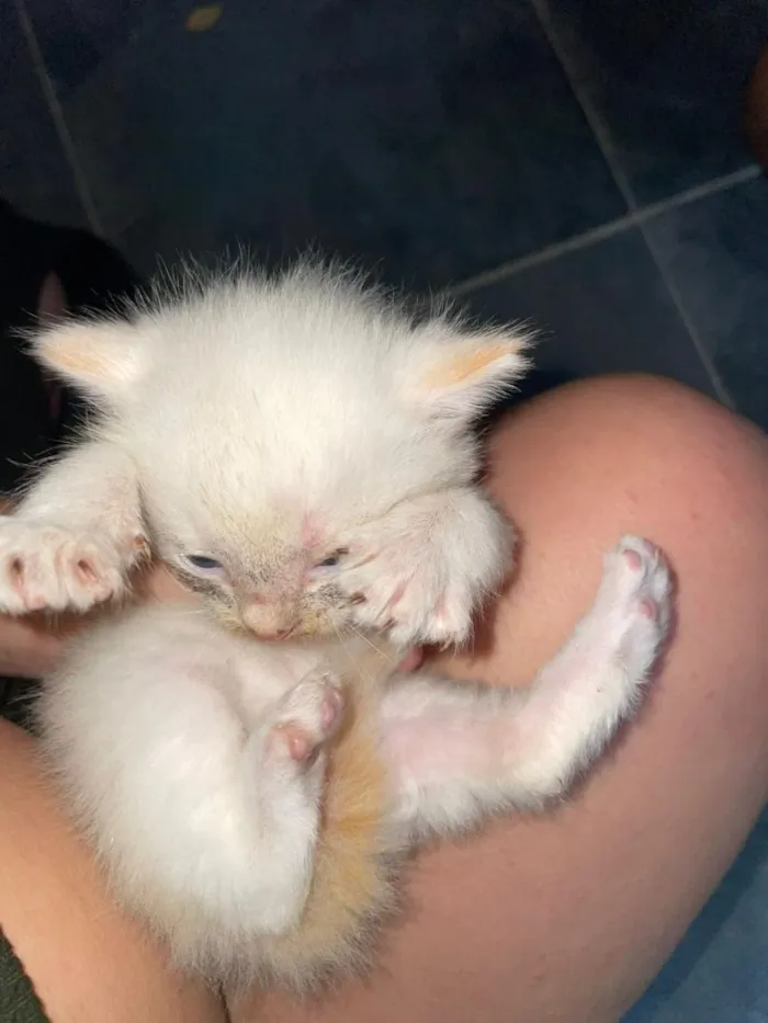 Gato raça SRD-ViraLata idade Abaixo de 2 meses nome branquinho 