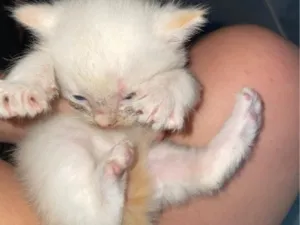 Gato raça SRD-ViraLata idade Abaixo de 2 meses nome branquinho 