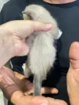 cinzinha 