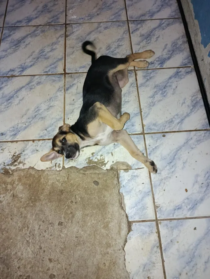 Cachorro raça SRD-ViraLata idade 2 a 6 meses nome bob