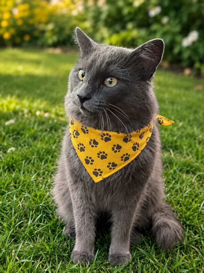 Gato raça Exótico idade 7 a 11 meses nome Tom 