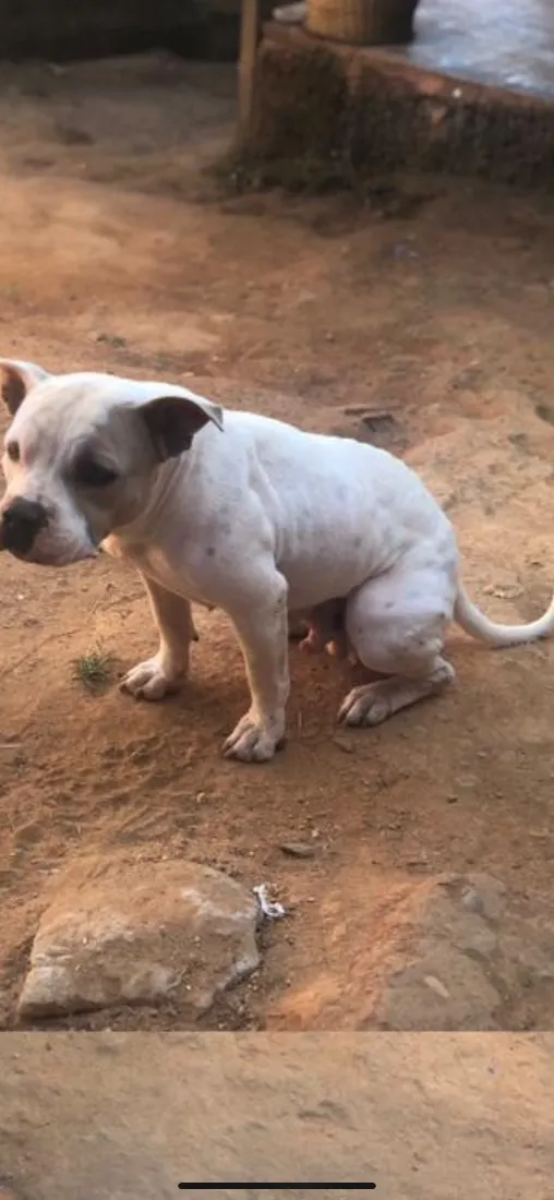 Cachorro raça SRD-ViraLata idade 2 anos nome Gaya 