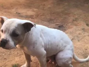 Cachorro raça SRD-ViraLata idade 2 anos nome Gaya 