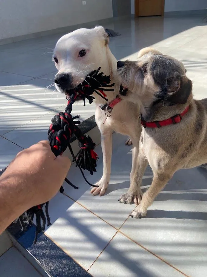 Cachorro raça SRD-ViraLata idade 1 ano nome Branca