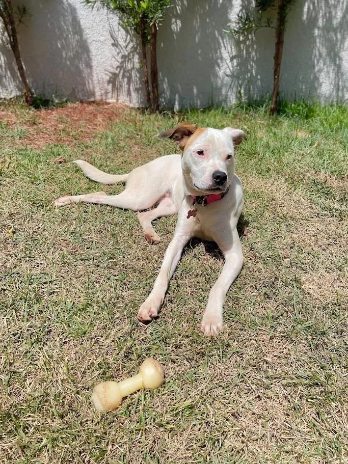Cachorro raça SRD-ViraLata idade 1 ano nome Branca